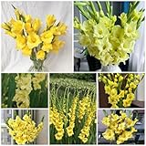 8 piezas bulbos de gladiolo amarillos resistentes, tubérculos de gladiolos, plantas de jardín perennes resistentes, bulbos de gladiolos perennes resistentes para cubrir el suelo (Gladiolus gandav