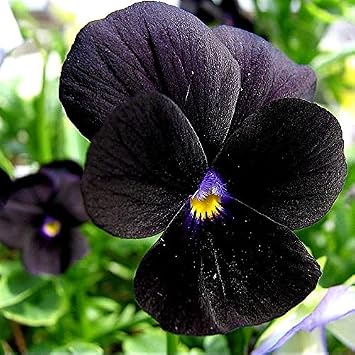 Unique Black Pansy Clear Crystals Viola Wittrockiana 40+ Seeds for Planting Long Flowering Plant