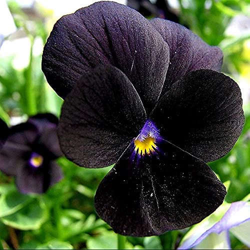 Amazon.com : Unique Black Pansy Clear Crystals Viola Wittrockiana