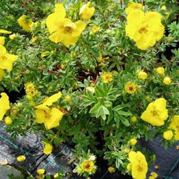Potentilla 'Goldteppich' 25–30 cm Vaso – Potentilla fruticosa 'Goldteppich' – Tappezzante con fiori gialli