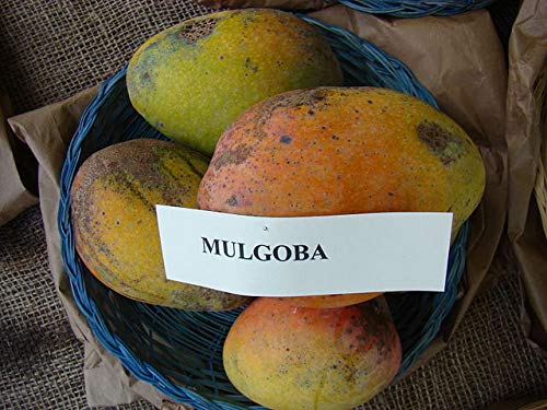 Mulgoba Mango Plant - Grafted (B085Q322H4) Amazon Price History, Amazon Price Tracker