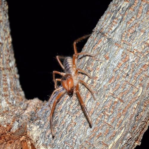 Speedy, Hairy, and Harmless: Solifuges