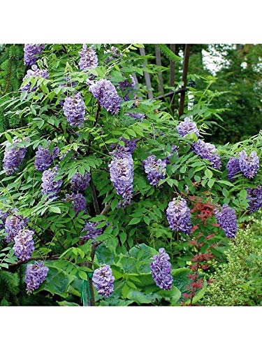 2 x Wisteria Climbing Plant 'Amethyst Falls' - Blue Wisteria Plants in 9cm Pots Ready to Plant