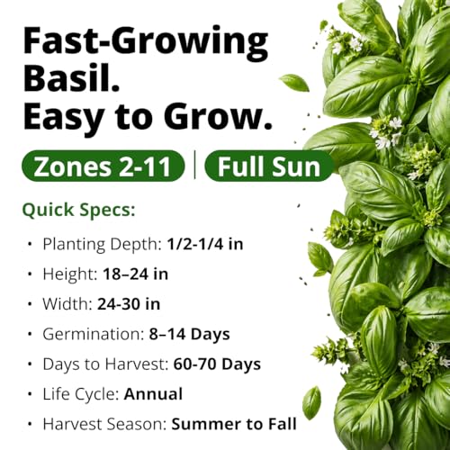 Image of HOME GROWN Non GMO Italian Basil Seeds Bulk Pack 1,424 Sweet Large Leaf Basil Seeds for Planting and Heirloom Herb Seeds for Planting Indoors or Outdoors (Ocimum basilicum)