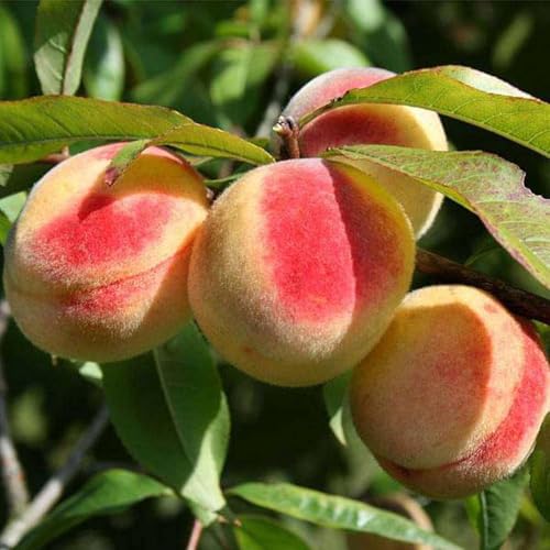 TAPOBON Sharbati Peach Variety Fruit Grafted Live Plants & Tree(2-3 Feet Size)