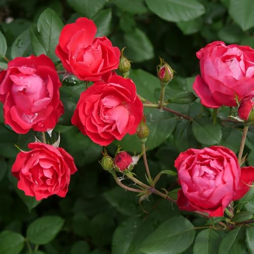 Proven Winners OSO Easy Double Red Rose Live Plant, 4.5"