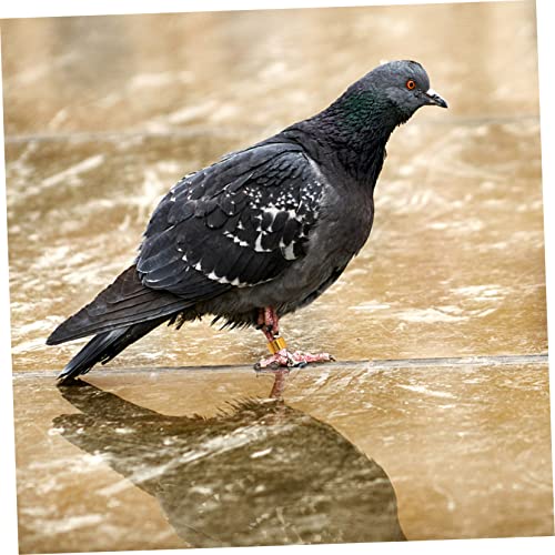 GANAZONO 90 Pçs Anel De Identificação De Pombo Abas Coloridas Para Bebês Anéis De Bebê Anel De Perna