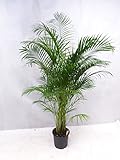 [Palmenlager] XL Goldfruchtpalme 160/180 cm - Areca Palme - // Zimmerpflanze Zimmerpalme