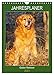 Produktbild Jahresplaner Golden Retriever (Wandkalender 2023 DIN A4 hoch), Calvendo Monatskalender