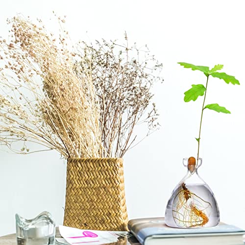 Maveite Acorn Tree Growing Vase Acorn Seed Sprouting Starter Planter Kit Hydroponics Terrariums Pot Deco Glass Propagation Vases Gardening Chirstmas Gifts For Her Him #TOP6