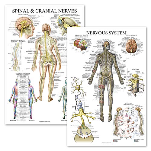 Palace Learning 2 Pack - Spinal Nerves & Nervous System Anatomy Posters - Set of 2 Anatomical Charts - Spine/Nervous - Laminated 18
