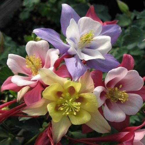 Miniatura 3 de Seeds Aquilegia Mix - Orgánica
