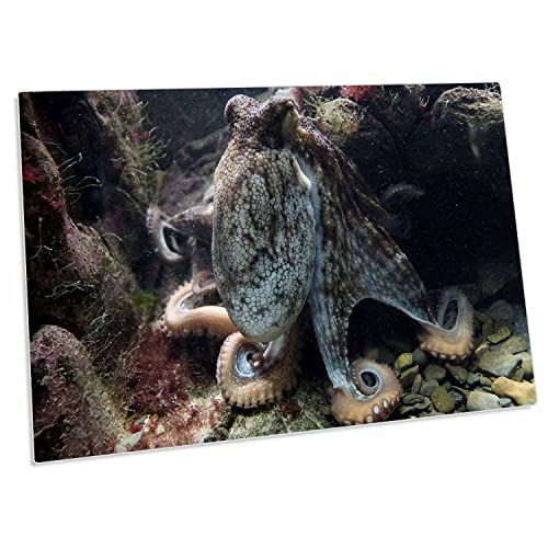 3dRose Sea Life Octopus - Desk Pad 23x16 pulg