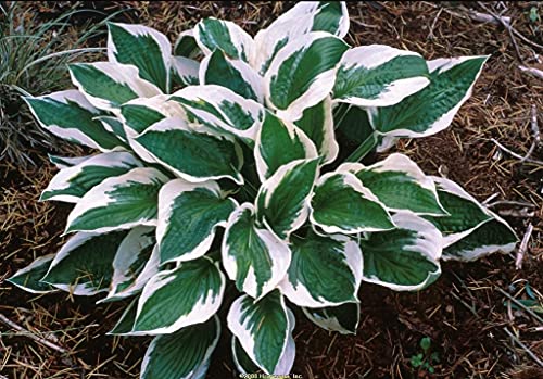 Hosta pflanze winterhart,hosta pflanze winterhart,hosta pflanze winterhart-1,10Bulbis