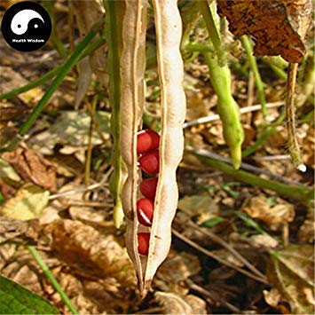 Comprar Red Judía azuki Vegetable Seeds 150pcs planta china frijol Vigna angularis