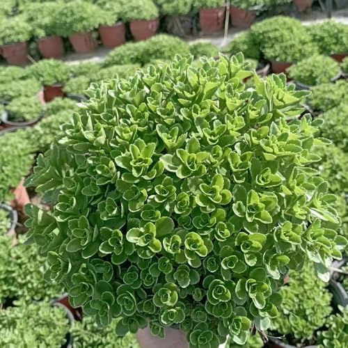 20 piezas semillas de sedum - de balcón resistentes Las jardín rocas son resistentes jardín balcón con cama elevada cubierta del suelo resistente,
