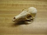 Real Bone Fox Skull