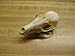 Real Bone Fox Skull