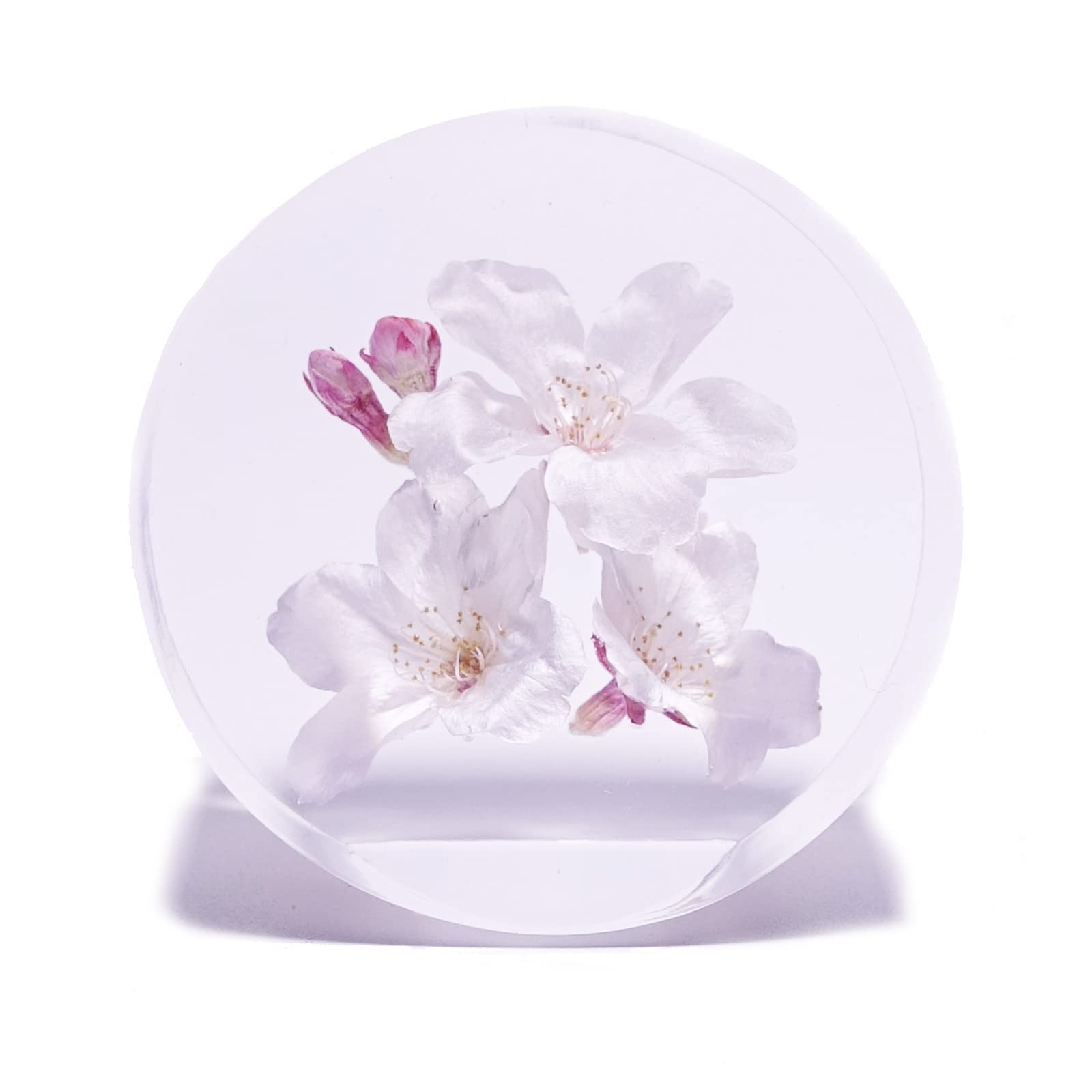 Amazon｜クリスタルハーバレジン 桜 透明樹脂 固まるハーバリウム 本物