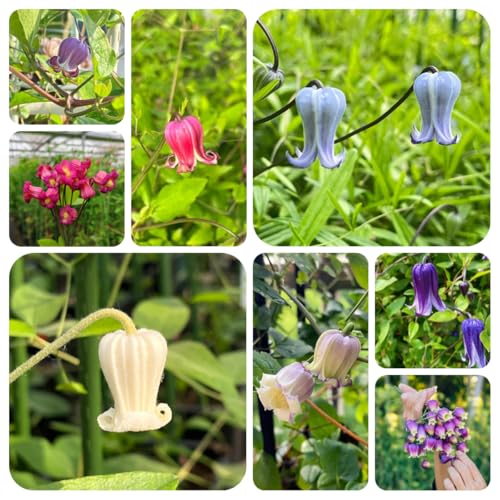 bulbos de clemátide - temprana raras para jardín resistentes para exteriores 5pcs