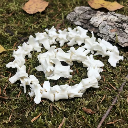 Image of Taxidermy Real Mink Spine Decor - Model Animals Bones Specimen, Taxidermy Supplies for Science Education, Collection (Mink Spine)