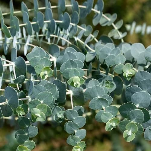 BuggyBeds Silver Drop Eucalyptus seeds image