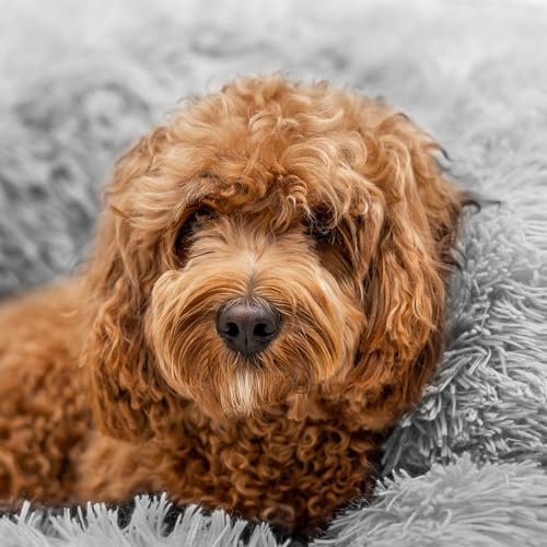 Amazinggirl Hundebett für kleine mittelgroße und Grosse Hunde ∅ 80 cm - Hundekissen Hundebetten Hundesofa Dog Bed Hundematratze Hundekorb oder Wolkenbett flauschig und waschbar Hellgrau