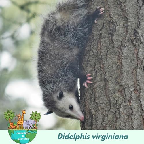 EP23 El ladr&oacute;n del fuego con Helianthus mariela