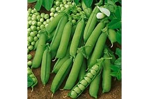 60 Premium Early Alaska Pea Seeds | Heirloom Non-GMO Pea Seeds for...