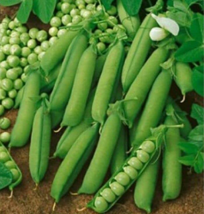 60 Early Alaska Pea Seeds for Planting Heirloom Non GMO 14+ Grams Garden Vegetable Bulk Survival