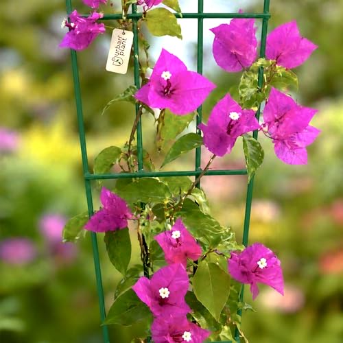 Image of Urban Plant Greenweave Trellis for Climbing Plants (24 Inch) | Metal Plant Support for Money Plant, Ivy, Creepers & Vines | Powder Coated Weather Resistant Plant Climber Support (Green Pack of 6)