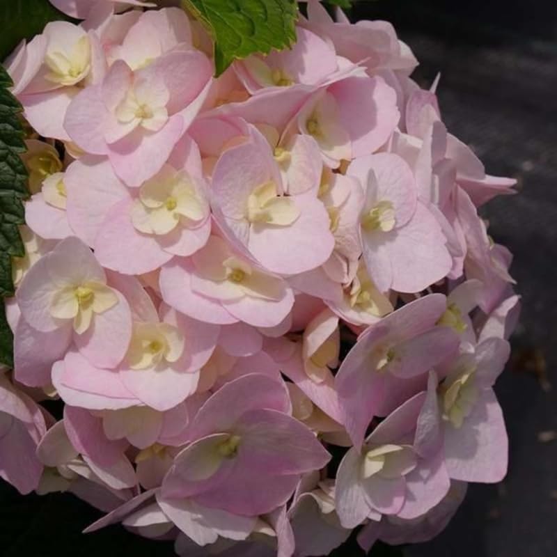 Amazon.com : Well-Rooted Hydrangea Live Plant in 2.5 Inch Pot