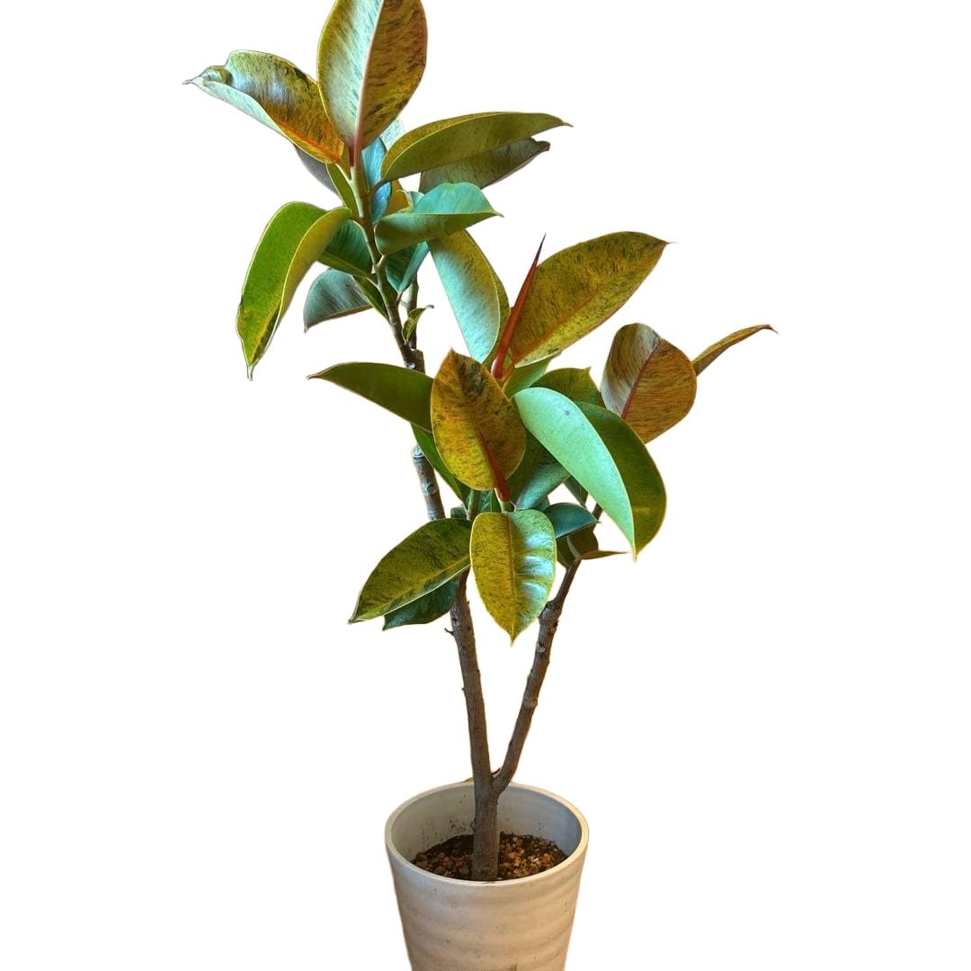 Amazon｜フィカス ジン 斑入り 観葉植物｜観葉植物 オンライン通販