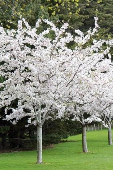 Yoshino Cherry Tree, 2ft Tall Bare Root, White Spring Blooms, USDA Zones 5-9