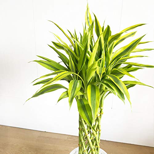 竹と笹は何が違いますか ゚d゚ その3 園楽project 園芸 植物を楽しむ情報サイト 竹と笹は何が違いますか ゚d゚ その3 園楽project 園芸 植物を楽しむ情報サイト