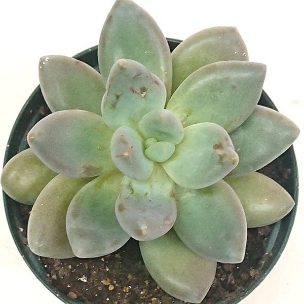 Amazon｜多肉植物 パキフィツム属 紫麗殿 しれいでん カット極小