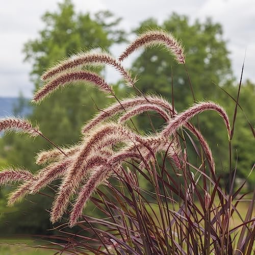 Semi di ornamentale resistenti all'aperto interni medicinali semi ornamentali ufficio balcone 250pcs