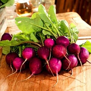 Groente – Radijs – Violet – Malaga – 750 Zaden – Groente
