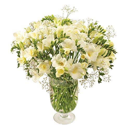 White Guernsey Freesia Bouquet with Chocolates and Our 8-10 Day Freshness Guarantee.