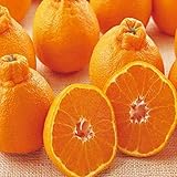 【熊本県産/西日本産�