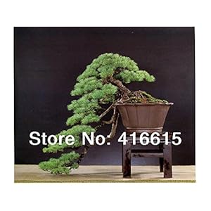 30 monete da cinque foglie di pino Bonsai Semi, Millennium piante in vaso paesaggio giapponese Cinque ago di pino bonsai Miniascape Seed: Only Seeds
