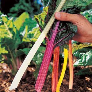 Swiss Chard Bright Light Garden Heirloom Vegetable by Seed Kingdom Bulk 1 Lb Seeds