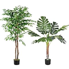 Ficus 5ft & Monstera 4ft