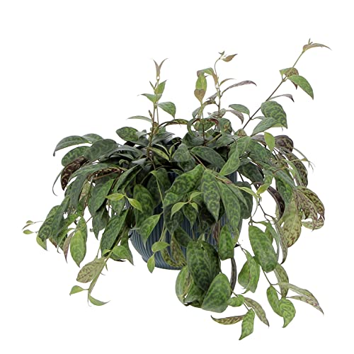 KENTIS - Aeschynanthus Marmoratus - Pianta Eschinanto - Piante Pendenti Vere da Interno - Pianta Ornamentale da Appartamento - Vaso Ø 17 cm