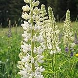 semillas de altramuz resistentes al exterior, altramuces de altramuz perenne resistentes para el jardín, decorativas, 400pcs