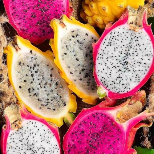 Image of Dragon Fruit Tree Plant Combo Pack of 3, Medium Size, Live Hybrid Dragon Fruit Plants for Home Garden, Terrace & Outdoor Gardening