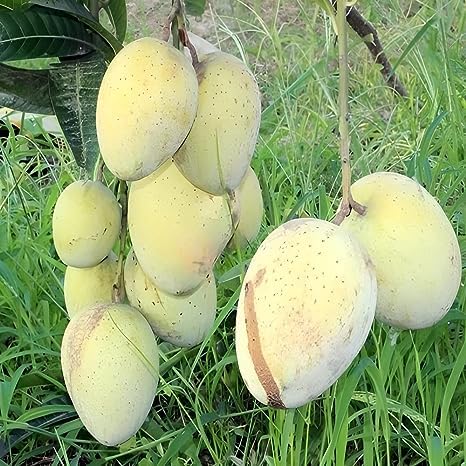 Natura GreenHouse Exotica Gourmoti Grafted Mango Plant, Original Exotica Gourmoti Grafted Mango Plant (height 2 FT) (B0CFHT25FT) Amazon Price History, Amazon Price Tracker