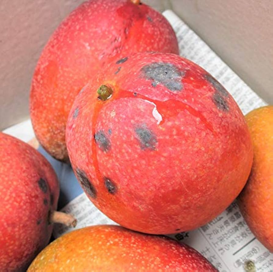 ミニマンゴー　約3キロ ミニ アップル マンゴー 約3キロ | 果物/マンゴー 産直アウル