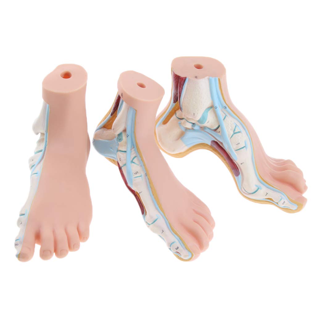 B Baosity Modèle De Pied Humain Modèle De Muscle De Paume De La Jambe De La Voûte Plantaire Anatomie 1: 1