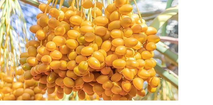 See full amazon price history chart for GreenCaart Live Yellow Arabian Barhi Dates Tissue Culture Plant, Arabian Variety, Hybrid Fruit Plant, Pack of 1 GreenCaart Live Yellow Arabian Barhi Dates Tissue Culture Plant, Arabian Variety, Hybrid Fruit Plant, Pack of 1 (B0DDVKS2JY) Amazon Price History, Amazon Price Tracker